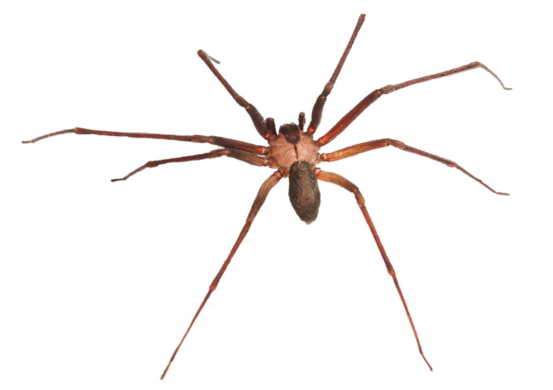 Brown Recluse Spider Oregon