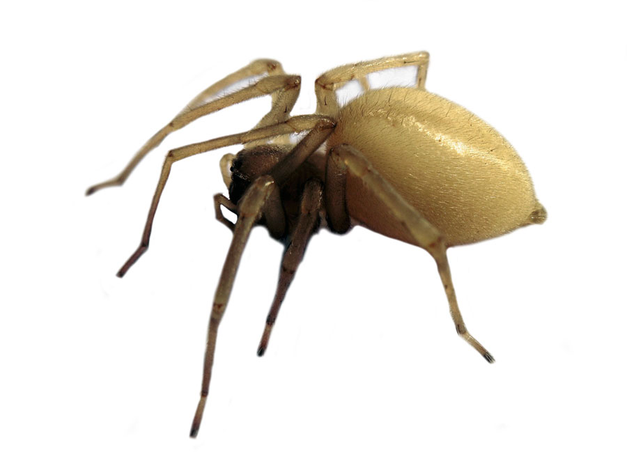 Yellow Sac Spider - Altus Pest Control